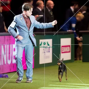 <b class=qtipBold><figcaption>YKC Stakes - 2nd place</figcaption></b><br><em>© Yulia Titovets / The Kennel Club</em> YKC Stakes - 2nd place