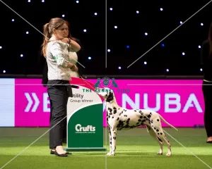 <b class=qtipBold><figcaption>YKC Stakes - winner</figcaption></b><br><em>© Yulia Titovets / The Kennel Club</em> YKC Stakes - winner