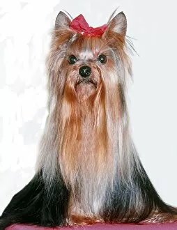 Images Dated 2nd February 2011: Yorkshire Terrier