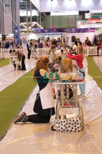 <b class=qtipBold><figcaption>Young Kennel Club</figcaption></b><br>Young Kennel Club Young Groomers<br><em>© Jess Clark / The Kennel Club</em> Young Kennel Club