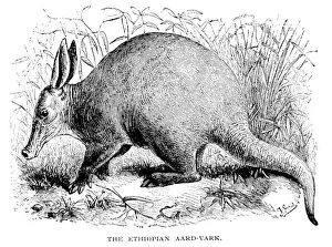 AARDVARK. The Ethiopian aardvark. Wood engraving, 1876