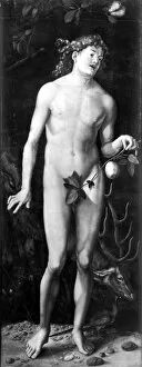 Adam and Eve Collection: ADAM. Oil on wood, perhaps by Hans Baldung Grien, after the painting, 1507, by Albrecht Durer