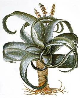 ALOE BARBADENSIS, 1613. Aloe barbadensis. Engraving from Basilius Beslers Hortus ALOE BARBADENSIS, 1613. Aloe barbadensis. Engraving from Basilius Beslers Hortus