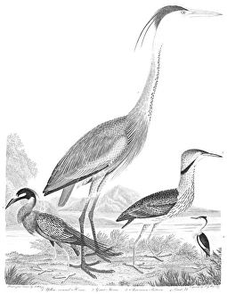 AMERICAN ORNITHOLOGY. 1. Yellow-crowned heron 2. Great heron 3. American bittern 4 AMERICAN ORNITHOLOGY. 1. Yellow-crowned heron 2. Great heron 3. American bittern 4