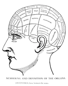<b class=qtipBold><figcaption>American phrenological chart, c1870</figcaption></b><br>PHRENOLOGY, c1870. American phrenological chart, c1870.<br><em>© none</em> American phrenological chart, c1870