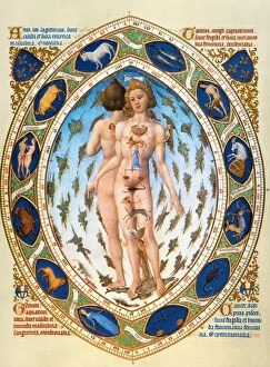 Anatomical / Astrological Man. Miniature depicting the influence of the zodiacal stars on the human body from the 15th