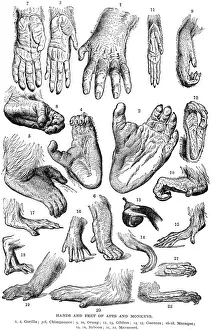 APES & MONKEYS. Hands and feet of apes and monkeys. Wood engraving, 19th century APES & MONKEYS. Hands and feet of apes and monkeys. Wood engraving, 19th century