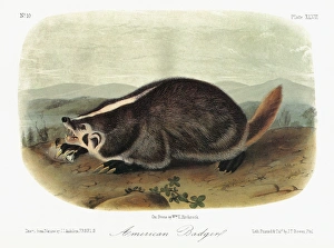 AUDUBON: BADGER. American badger (Taxidea taxus) AUDUBON: BADGER. American badger (Taxidea taxus)