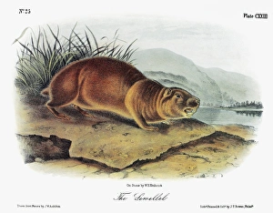 AUDUBON: BEAVER. Mountain, or sewellel, beaver (Aplodontia rufa). Lithograph, c1854 AUDUBON: BEAVER. Mountain, or sewellel, beaver (Aplodontia rufa). Lithograph, c1854
