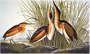 AUDUBON: BITTERN. Least bittern (Ixobrychus exilis), from John James Audubons The Birds AUDUBON: BITTERN. Least bittern (Ixobrychus exilis), from John James Audubons The Birds