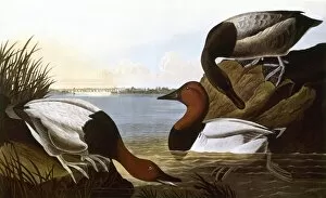 AUDUBON: CANVASBACK, 1827. Canvasback (Aythya valisineria) by John James Audubon for his Birds of America, 1827-1838