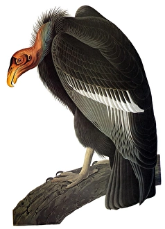 AUDUBON: CONDOR. California condor (Gymnogyps californianus) AUDUBON: CONDOR. California condor (Gymnogyps californianus)