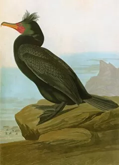 AUDUBON: CORMORANT. Double-crested cormorant (Phalacrocorax auritus), from John James Audubons Birds of America