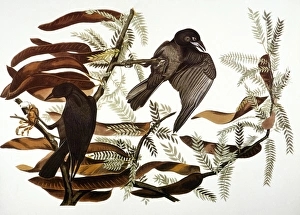 AUDUBON: CROW. Fish crow (Corvus ossifragus), from John James Audubons The Birds of AUDUBON: CROW. Fish crow (Corvus ossifragus), from John James Audubons The Birds of