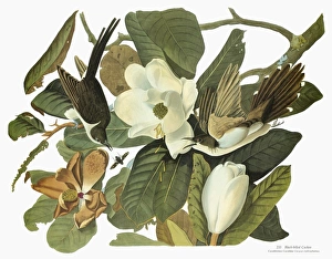 AUDUBON: CUCKOO. Black-billed Cuckoo (Coccyzus erythropthalmus) AUDUBON: CUCKOO. Black-billed Cuckoo (Coccyzus erythropthalmus)