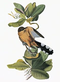 AUDUBON: CUCKOO. Mangrove Cuckoo (Coccyzus minor) AUDUBON: CUCKOO. Mangrove Cuckoo (Coccyzus minor)