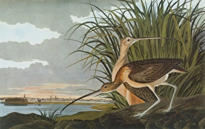 AUDUBON: CURLEW. Long-billed Curlew (Numenius americanus) AUDUBON: CURLEW. Long-billed Curlew (Numenius americanus)