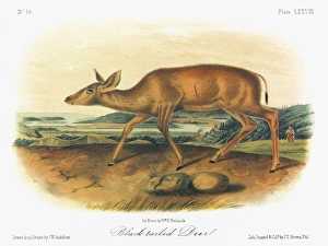 AUDUBON: DEER. A female Columbian black-tailed deer (Odocoileus hemionus columbianus) AUDUBON: DEER. A female Columbian black-tailed deer (Odocoileus hemionus columbianus)