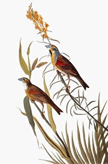 AUDUBON: DICKCISSEL. (Spiza americana), from John James Audubons The Birds of America AUDUBON: DICKCISSEL. (Spiza americana), from John James Audubons The Birds of America