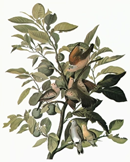 AUDUBON: DOVE. Common Ground Dove (Columbina passerina) AUDUBON: DOVE. Common Ground Dove (Columbina passerina)