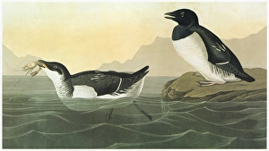 AUDUBON: DOVEKIE. Dovekie, or Little Auk (Alle alle) AUDUBON: DOVEKIE. Dovekie, or Little Auk (Alle alle)