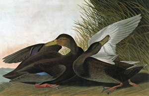 AUDUBON: DUCK. American Black Duck (Anas rubripes) AUDUBON: DUCK. American Black Duck (Anas rubripes)