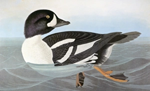 AUDUBON: DUCK. Barrow's Goldeneye (Golden-eye Duck). Colored engraving from John AUDUBON: DUCK. Barrow's Goldeneye (Golden-eye Duck). Colored engraving from John