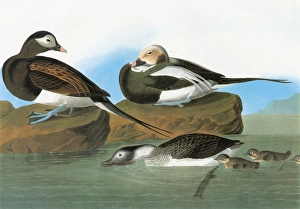 AUDUBON: DUCK. Long-tailed Duck, or Oldsquaw (Clangula hyemalis) AUDUBON: DUCK. Long-tailed Duck, or Oldsquaw (Clangula hyemalis)