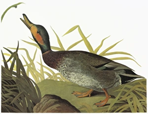 AUDUBON: DUCK. Mallard X Gadwall hybrid, or Brewers Duck (Anas platyrhynchos X strepera) AUDUBON: DUCK. Mallard X Gadwall hybrid, or Brewers Duck (Anas platyrhynchos X strepera)