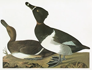 AUDUBON: DUCK. Ring-necked Duck (Aythya collaris) AUDUBON: DUCK. Ring-necked Duck (Aythya collaris)