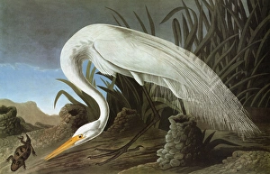 AUDUBON: EGRET. Great Egret (Casmerodius albus) AUDUBON: EGRET. Great Egret (Casmerodius albus)