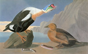 AUDUBON: EIDER. King Eider (Somateria spectabilis) AUDUBON: EIDER. King Eider (Somateria spectabilis)