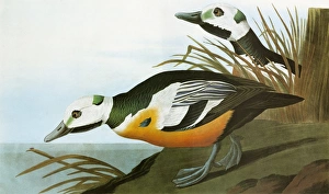 AUDUBON: EIDER. Stellers Eider (Polysticta stelleri) AUDUBON: EIDER. Stellers Eider (Polysticta stelleri)