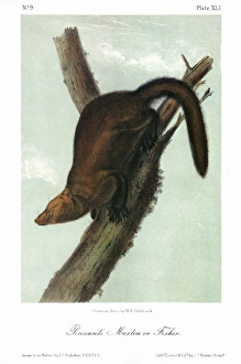 AUDUBON: FISHER. Pennants marten, or fisher (Martes pennanti). Lithograph, c1849 AUDUBON: FISHER. Pennants marten, or fisher (Martes pennanti). Lithograph, c1849