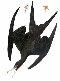 AUDUBON: FRIGATEBIRD. (Pelicaniformes Fregatidae) by John Audubon for his Birds of America, 1827-38