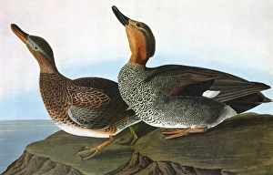 AUDUBON: GADWALL. Gadwall (Anas strepera) AUDUBON: GADWALL. Gadwall (Anas strepera)