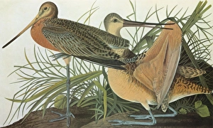 AUDUBON: GODWIT. Marbled Godwit (Limosa fedoa) AUDUBON: GODWIT. Marbled Godwit (Limosa fedoa)