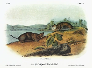 AUDUBON: GOPHER. Northern pocket gopher, formerly known as the mole-shaped pouched rat AUDUBON: GOPHER. Northern pocket gopher, formerly known as the mole-shaped pouched rat