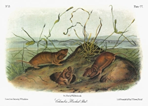 Vancouver Pocket Gopher Vancouver Pocket Gopher