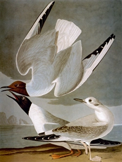AUDUBON: GULL. Bonapartes gull (Larus Bonapartii), from John James Audubons The Birds of AUDUBON: GULL. Bonapartes gull (Larus Bonapartii), from John James Audubons The Birds of