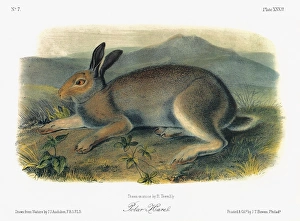 AUDUBON: HARE. A male Arctic hare, or polar hare (Lepus arcticus AUDUBON: HARE. A male Arctic hare, or polar hare (Lepus arcticus