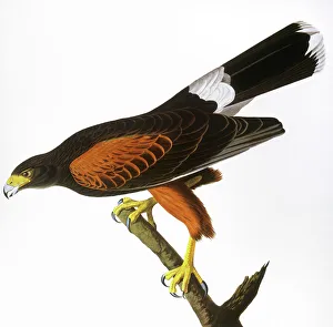 AUDUBON: HAWK, 1827. Harris, or Louisiana, Hawk (Parabuteo unicinctus). Colored engraving from John James Audubons The Birds of America, 1827-38 AUDUBON: HAWK, 1827. Harris, or Louisiana, Hawk (Parabuteo unicinctus). Colored engraving from John James Audubons The Birds of America, 1827-38