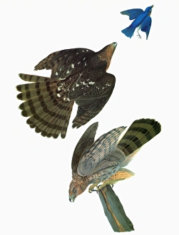 AUDUBON: HAWK. Coopers Hawk (Accipiter cooperii) AUDUBON: HAWK. Coopers Hawk (Accipiter cooperii)