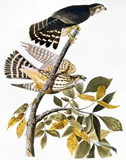 Biology Gallery: AUDUBON: HAWK. Merlin, or pigeon hawk (Falco columbarius), from John James Audubons The Birds of