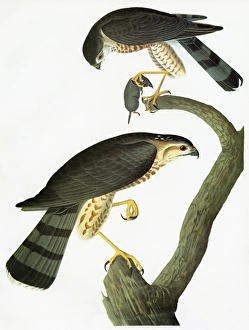 AUDUBON: HAWK. Sharp-shinned Hawk (Accipiter striatus) AUDUBON: HAWK. Sharp-shinned Hawk (Accipiter striatus)