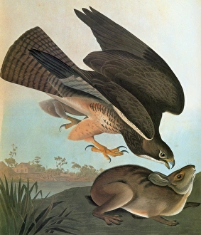 AUDUBON: HAWK. Swainsons Hawk (Buteo swainsoni) AUDUBON: HAWK. Swainsons Hawk (Buteo swainsoni)