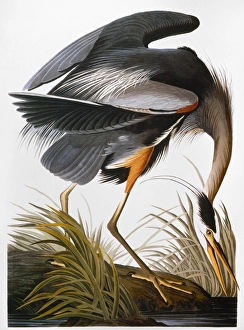 AUDUBON: HERON. Great blue heron (Ardea herodias), from John James Audubons The Birds of AUDUBON: HERON. Great blue heron (Ardea herodias), from John James Audubons The Birds of