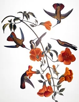 AUDUBON: HUMMINGBIRD. Black-throated mango (or mangrove) hummingbird, from John James Audubons The Birds of America