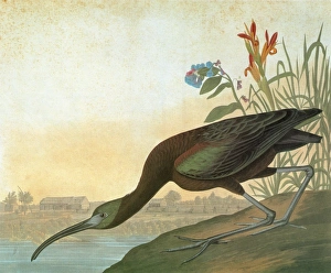 AUDUBON: IBIS. Glossy Ibis (Plegadis falcinellus) AUDUBON: IBIS. Glossy Ibis (Plegadis falcinellus)