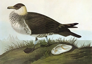 AUDUBON: JAEGER. Pomarine Jaeger, or Pomarine Skua (Stercorarius pomarinus) AUDUBON: JAEGER. Pomarine Jaeger, or Pomarine Skua (Stercorarius pomarinus)